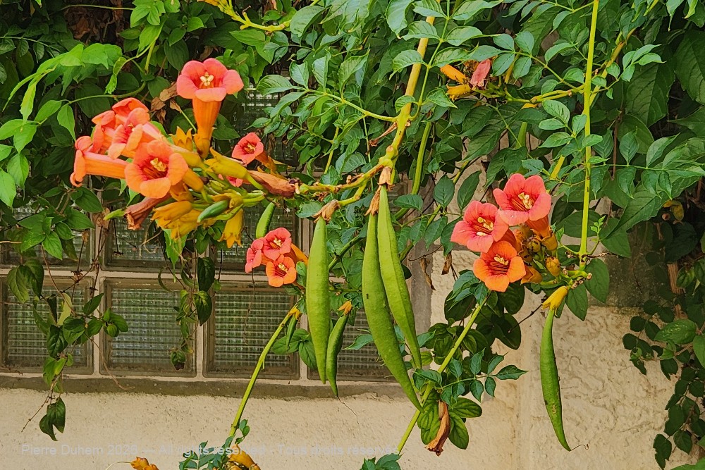  > Lamiales > Bignoniaceae > Campsis grandiflora