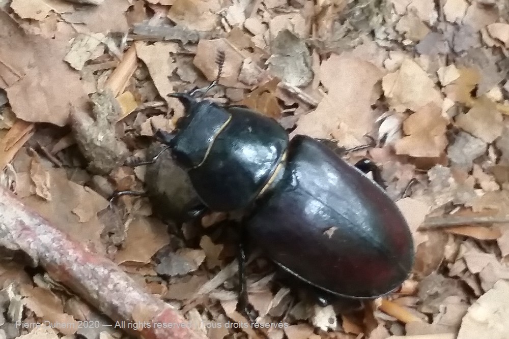 Lucanus cervus