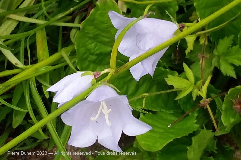 Campanula persicifolia