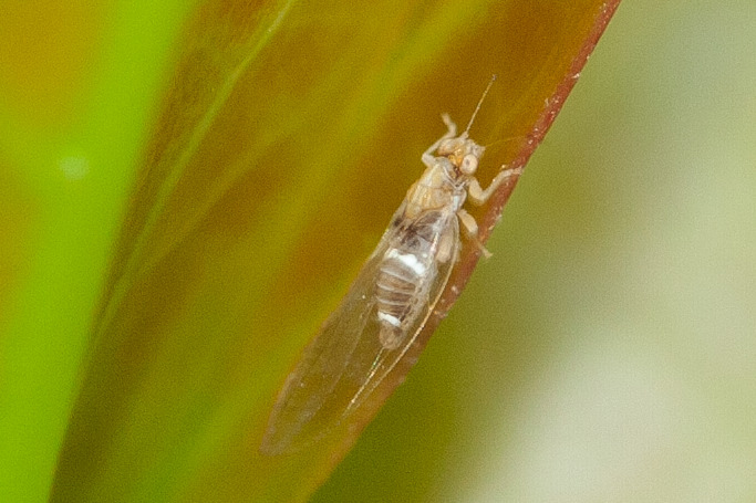 20d06489