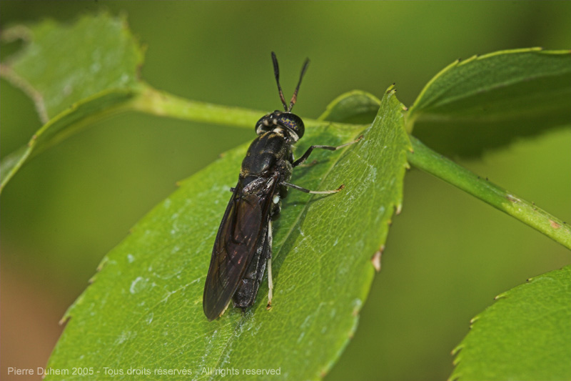 Hermetia illucens
