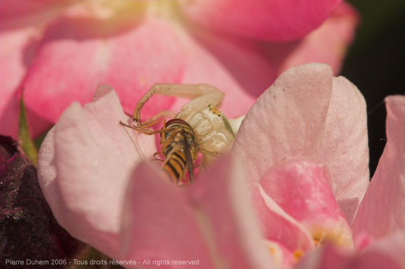 Misumena vatia