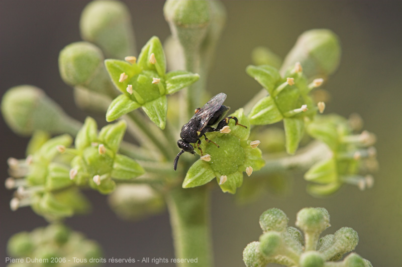 Brachymeria sp.