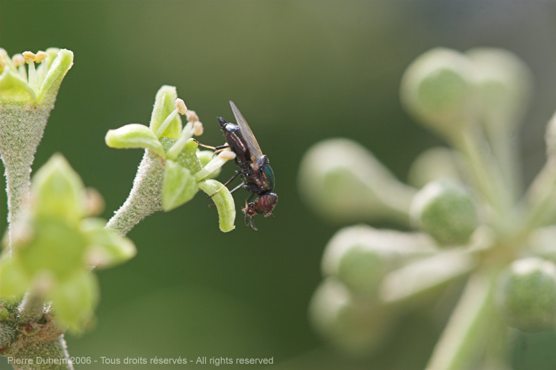 Physiphora alceae