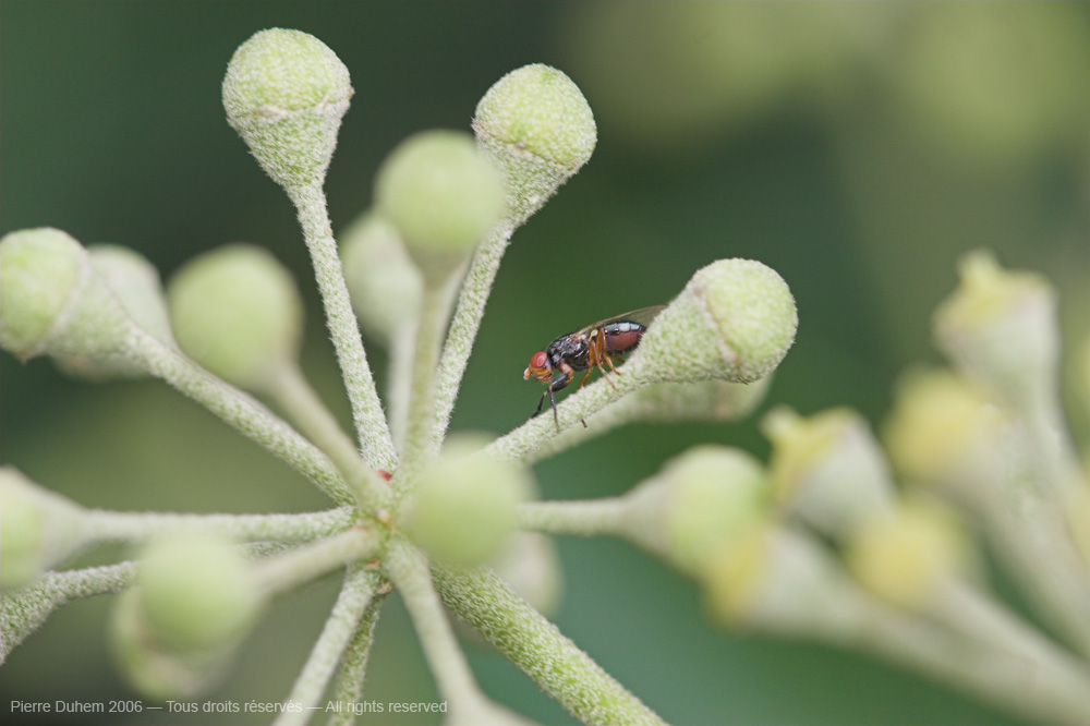 Piophilidae