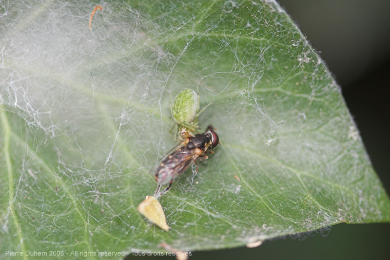 Nigma walckenaeri