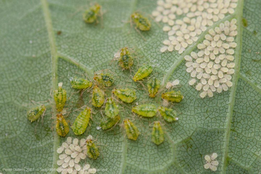Periphyllus acericola