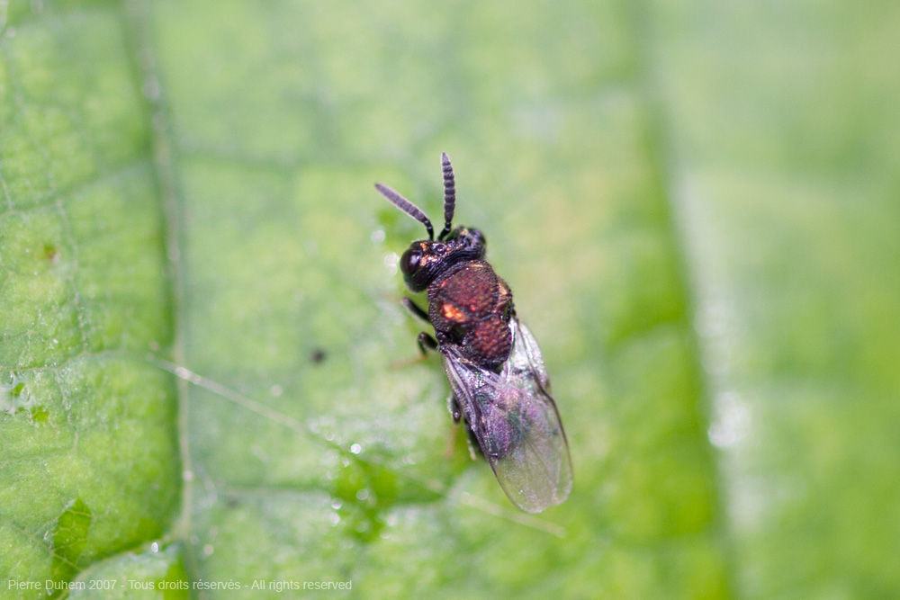 Perilampus aeneus