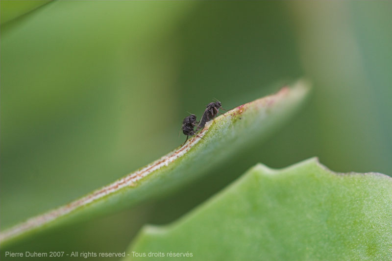 Phoridae
