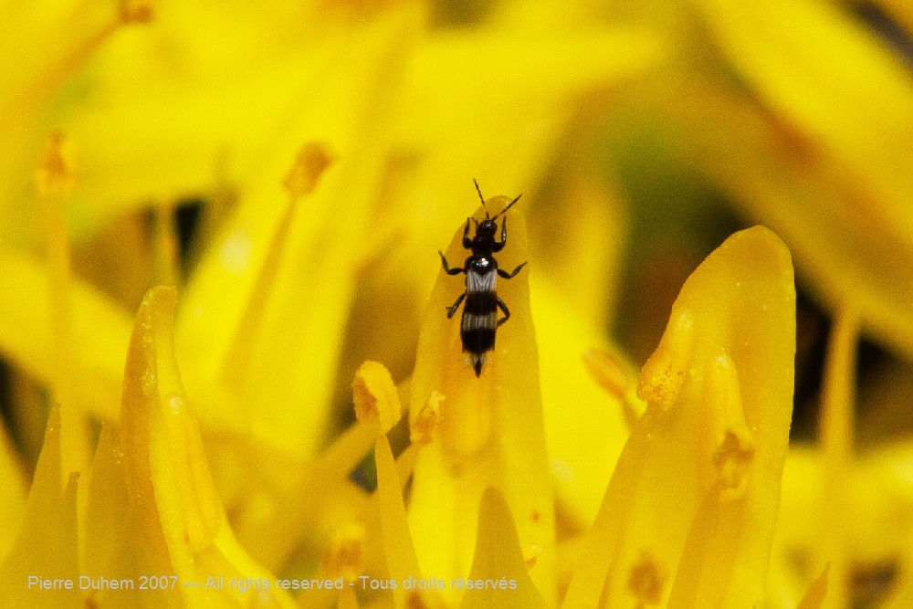 Aeolothrips sp.