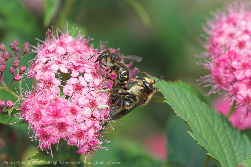 Anthidium septemspinosum
