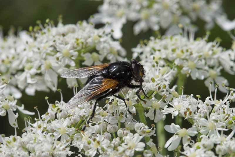 Mesembrina meridiana