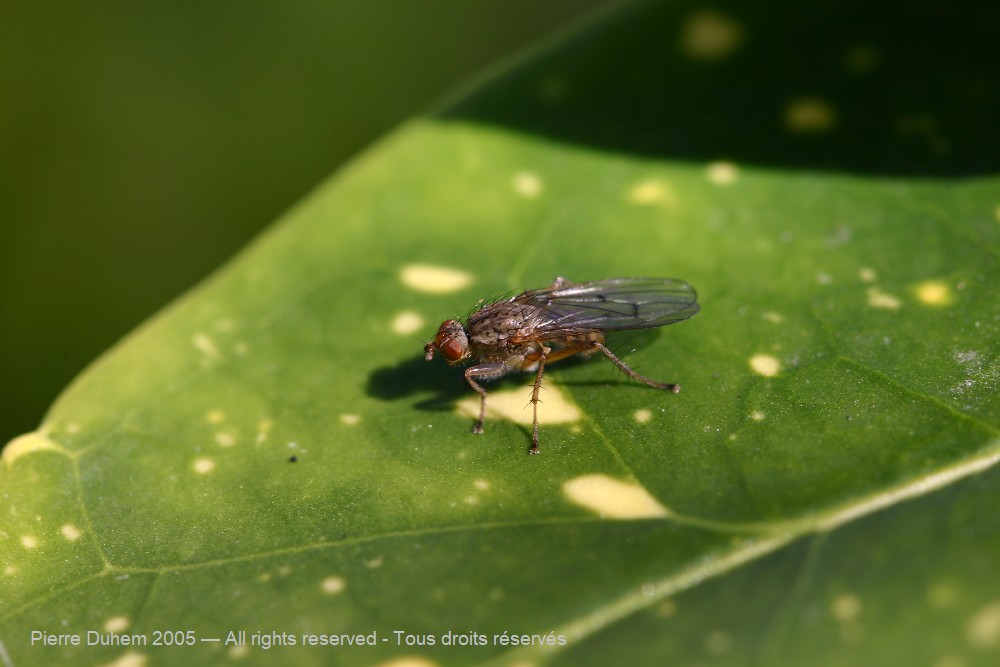 Insecta > Diptera > Scathophagidae > Scathophaga furcata