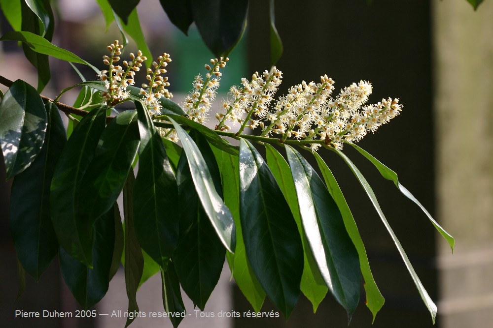 Prunus laurocerasus