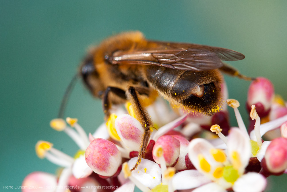 Stylops melittae