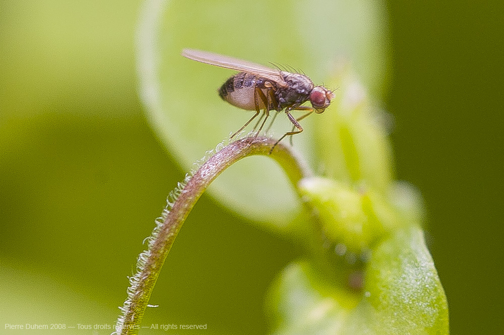 Scaptomyza pallida