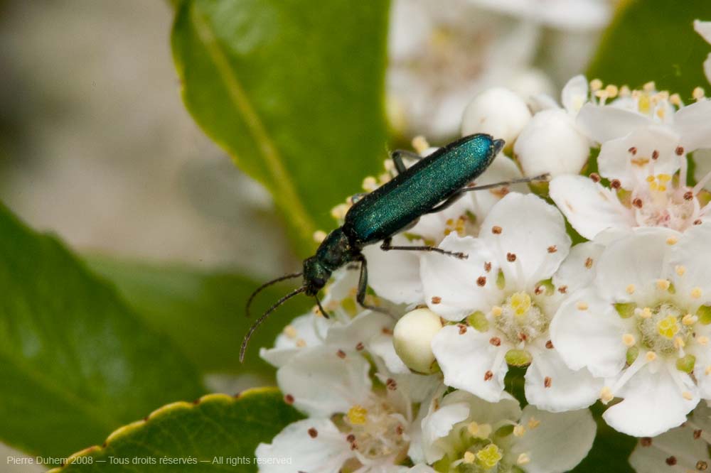 Ischnomera sp.