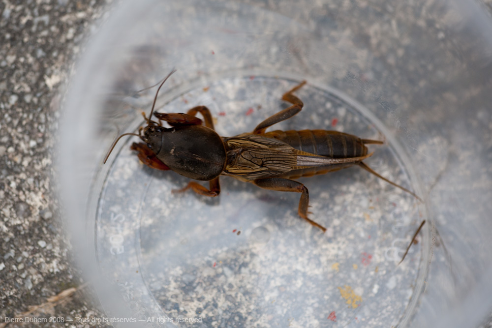 Gryllotalpa gryllotalpa