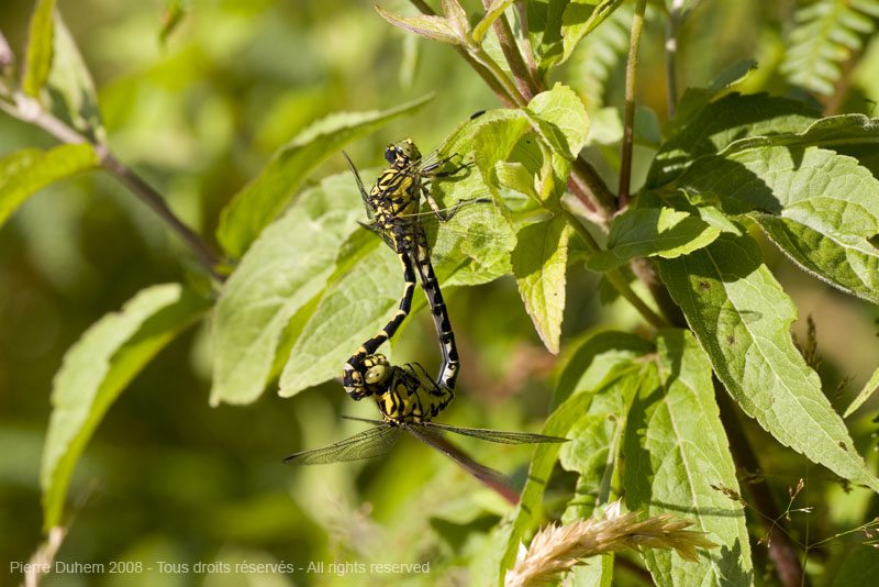 Onychogomphus forcipatus