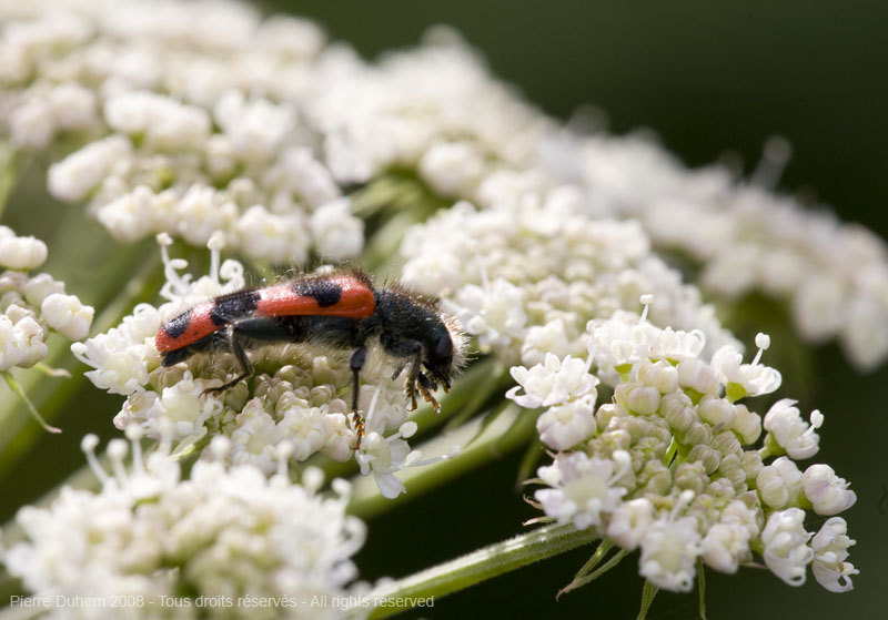 Trichodes alvearius