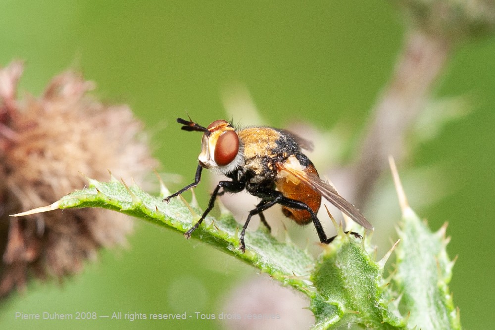 Gymnosoma sp.