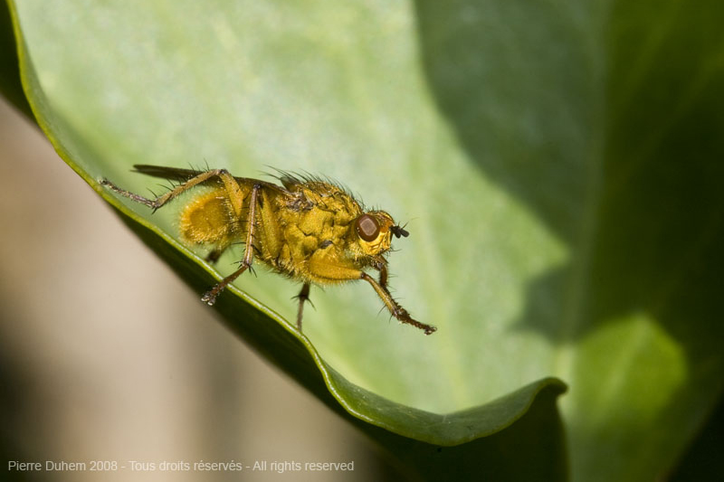 Scathophaga stercoraria