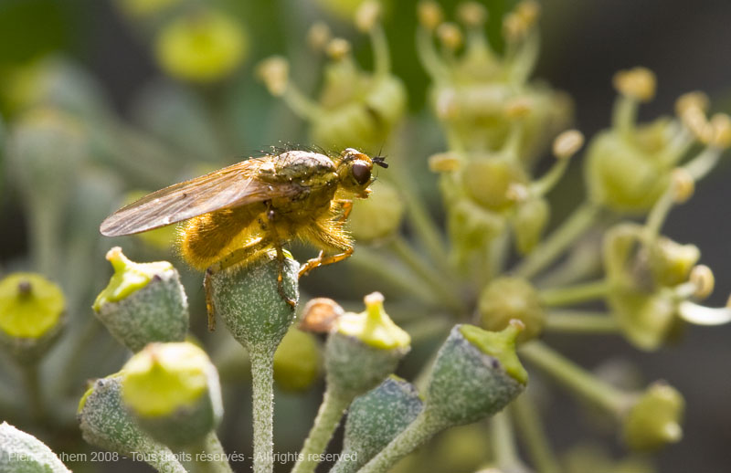 Scathophaga stercoraria