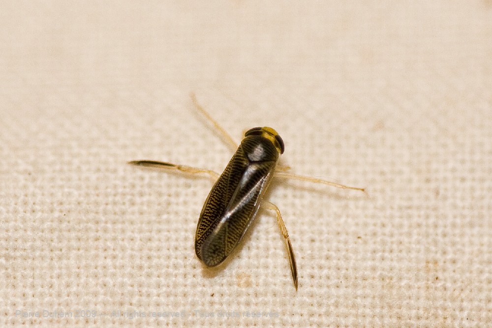 Sigara sp.