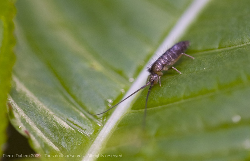 Pogonognathellus longicornis