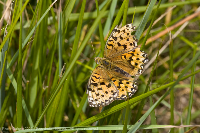 5d034405