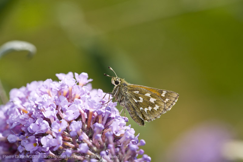 Hesperia comma