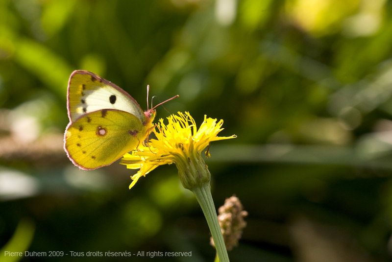 Colias croceus