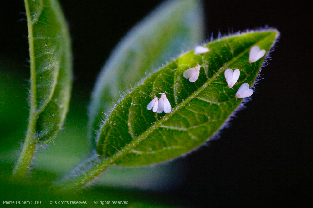 Aleurotuba jelinikii