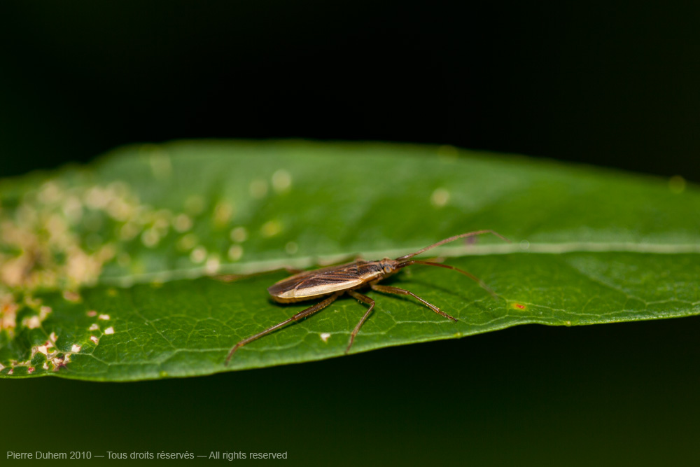 Stenodema holsata