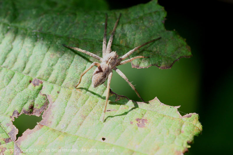 Pisaura mirabilis