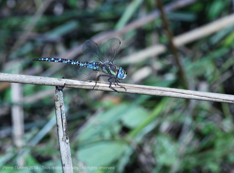 Aeshna mixta