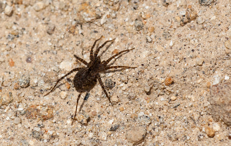 Pardosa hortensis