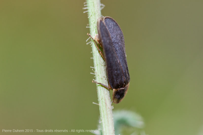 Lampyris noctiluca