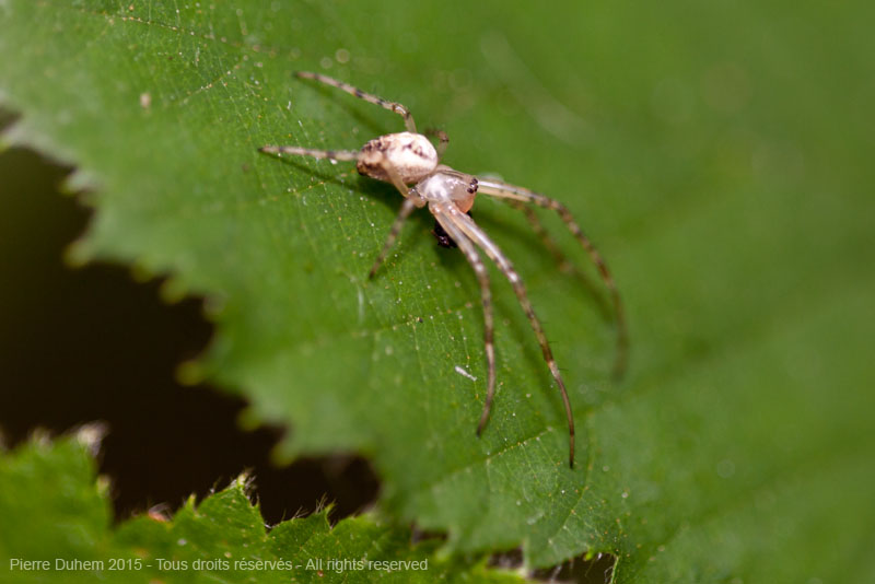 Metellina segmentata
