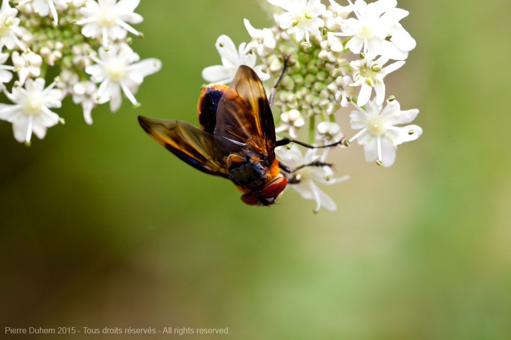 Phasia hemiptera