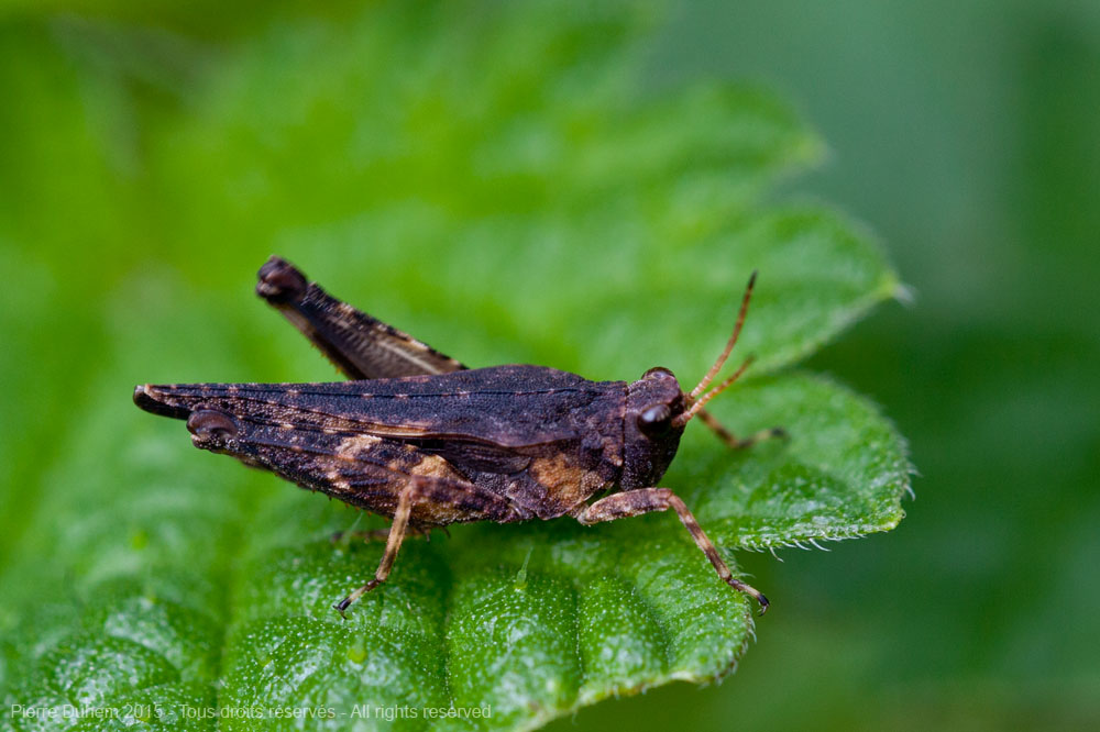 Tetrix subulata