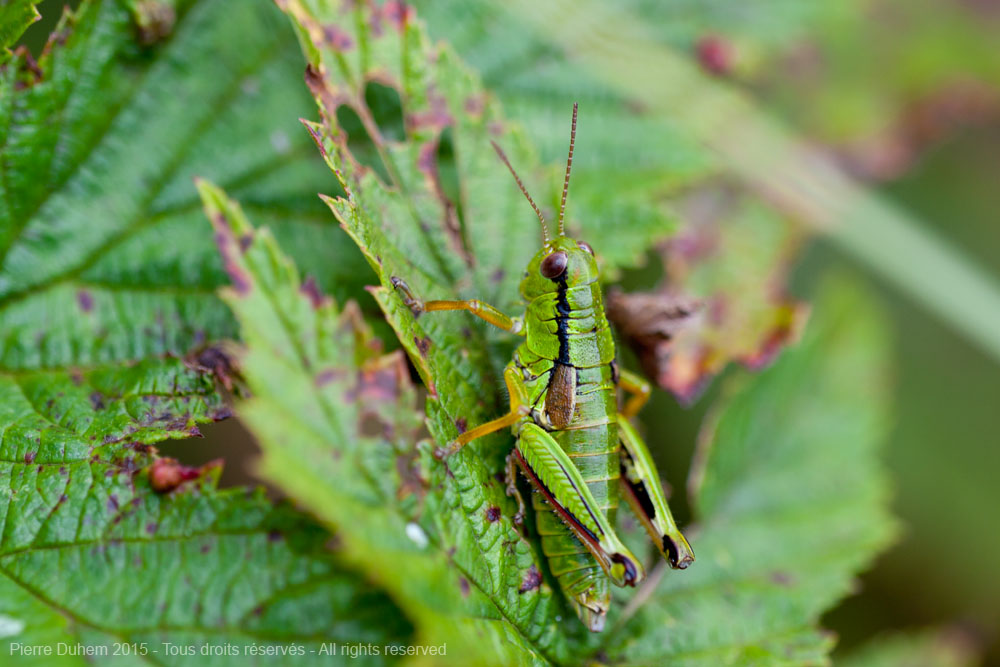 Miramella alpina subalpina