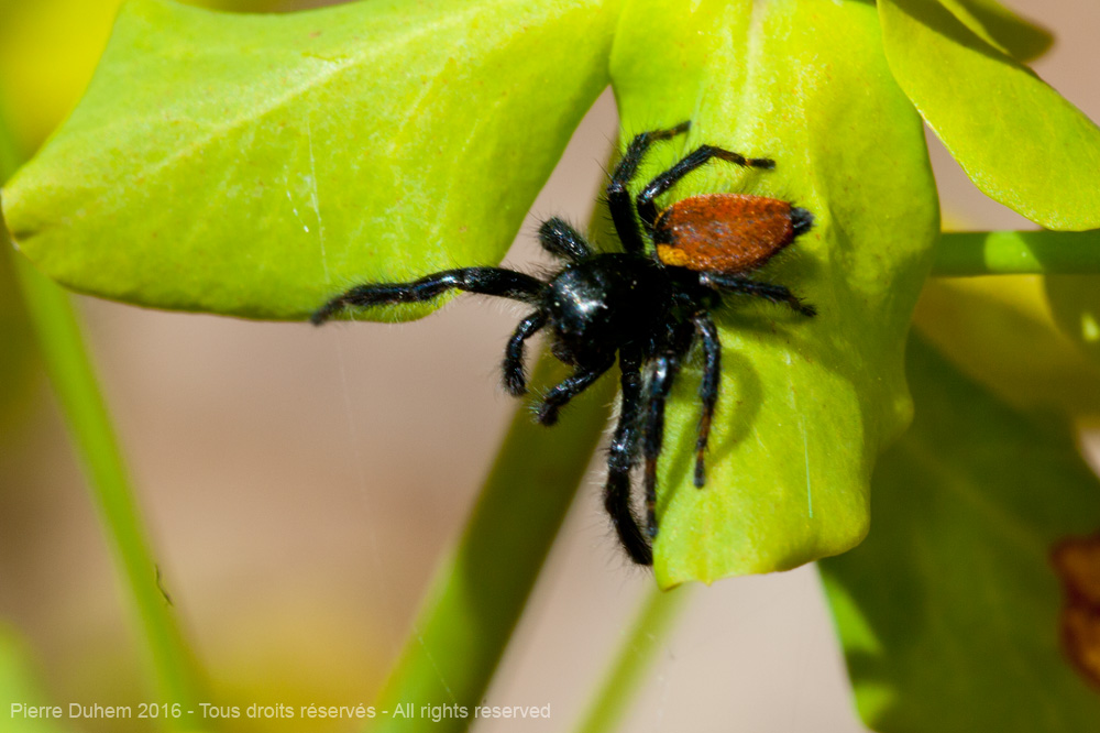 Carrhotus xanthogramma