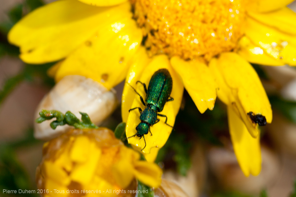 Psilothrix viridicoerulea