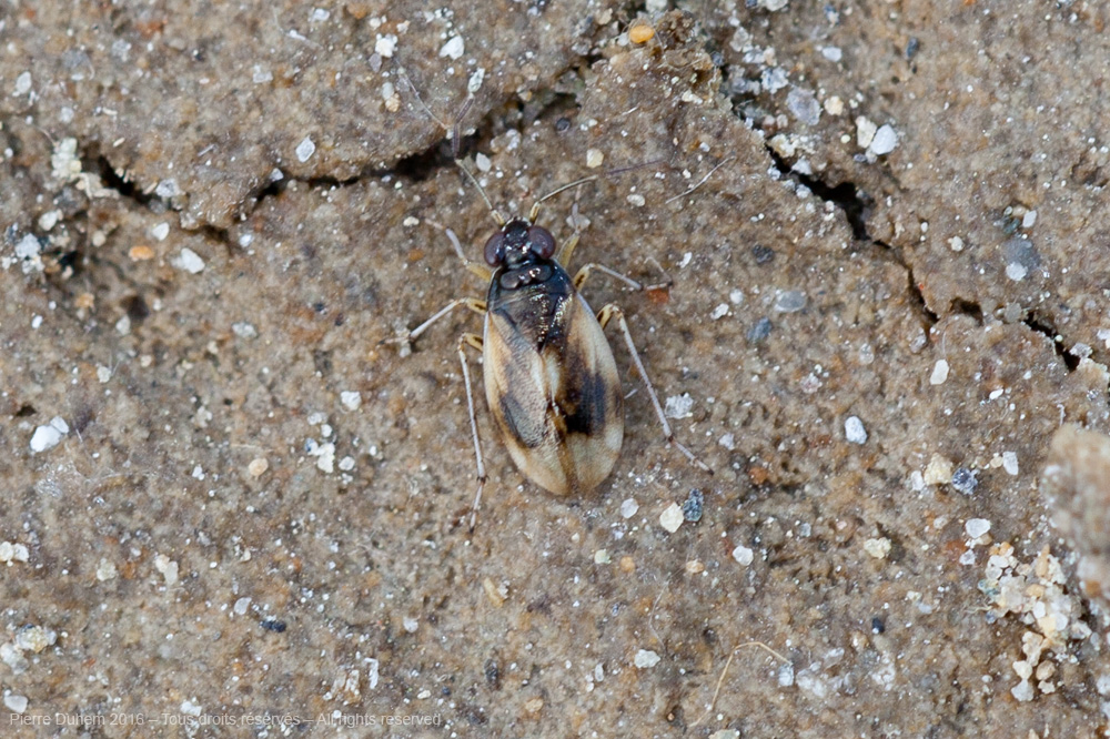 Halosalda concolor