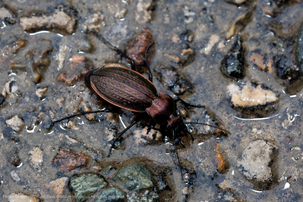 Carabus granulatus