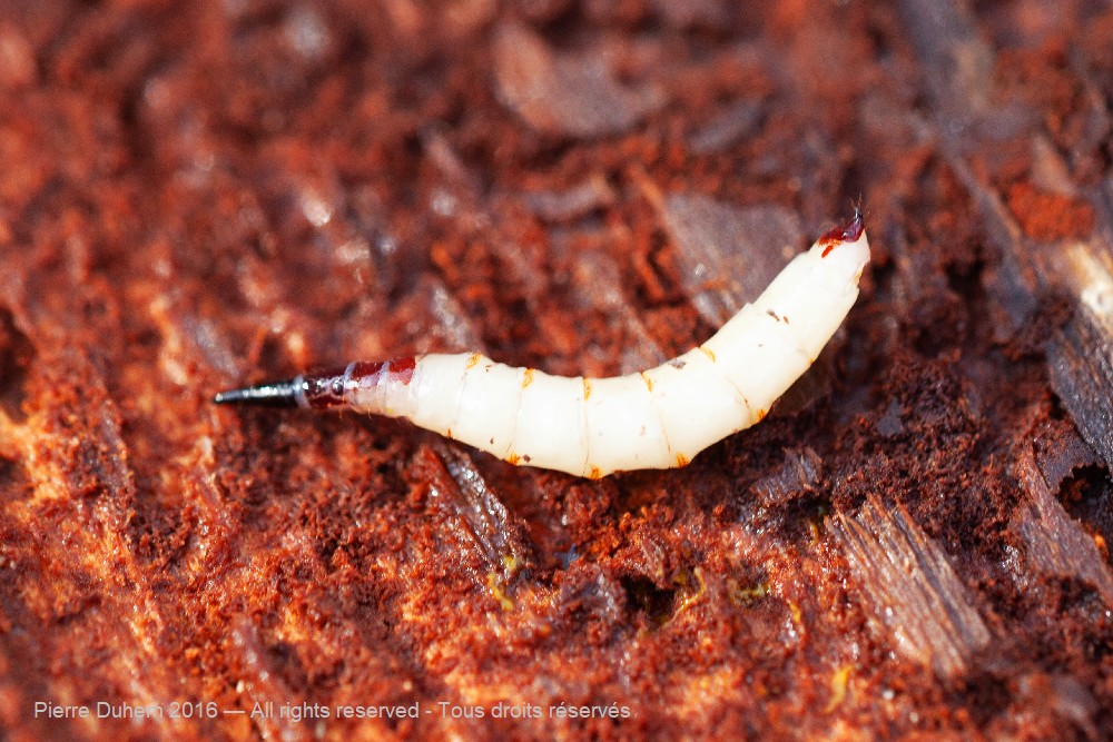 Xylophagus sp.