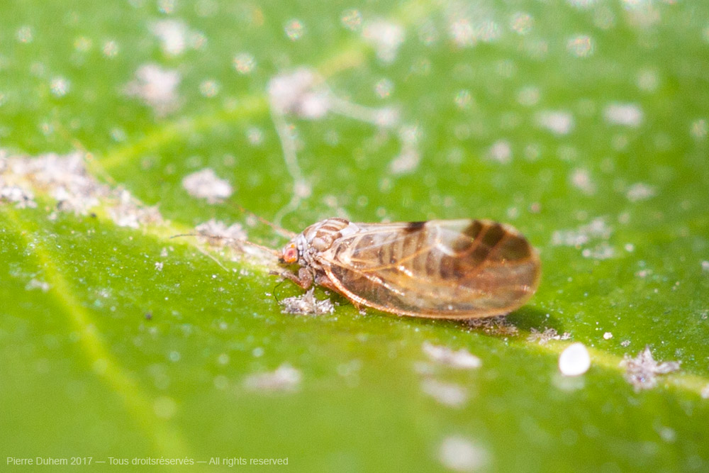 Cacopsylla fulguralis