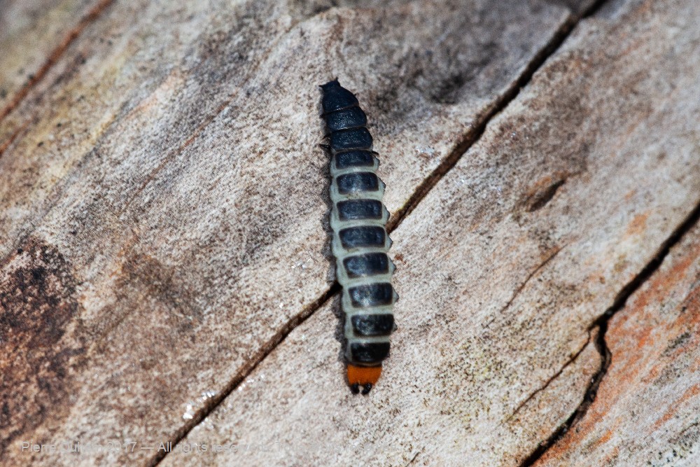 Lygistopterus sanguineus