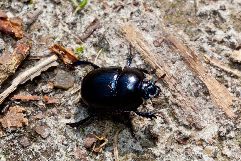 Anoplotrupes stercorosus